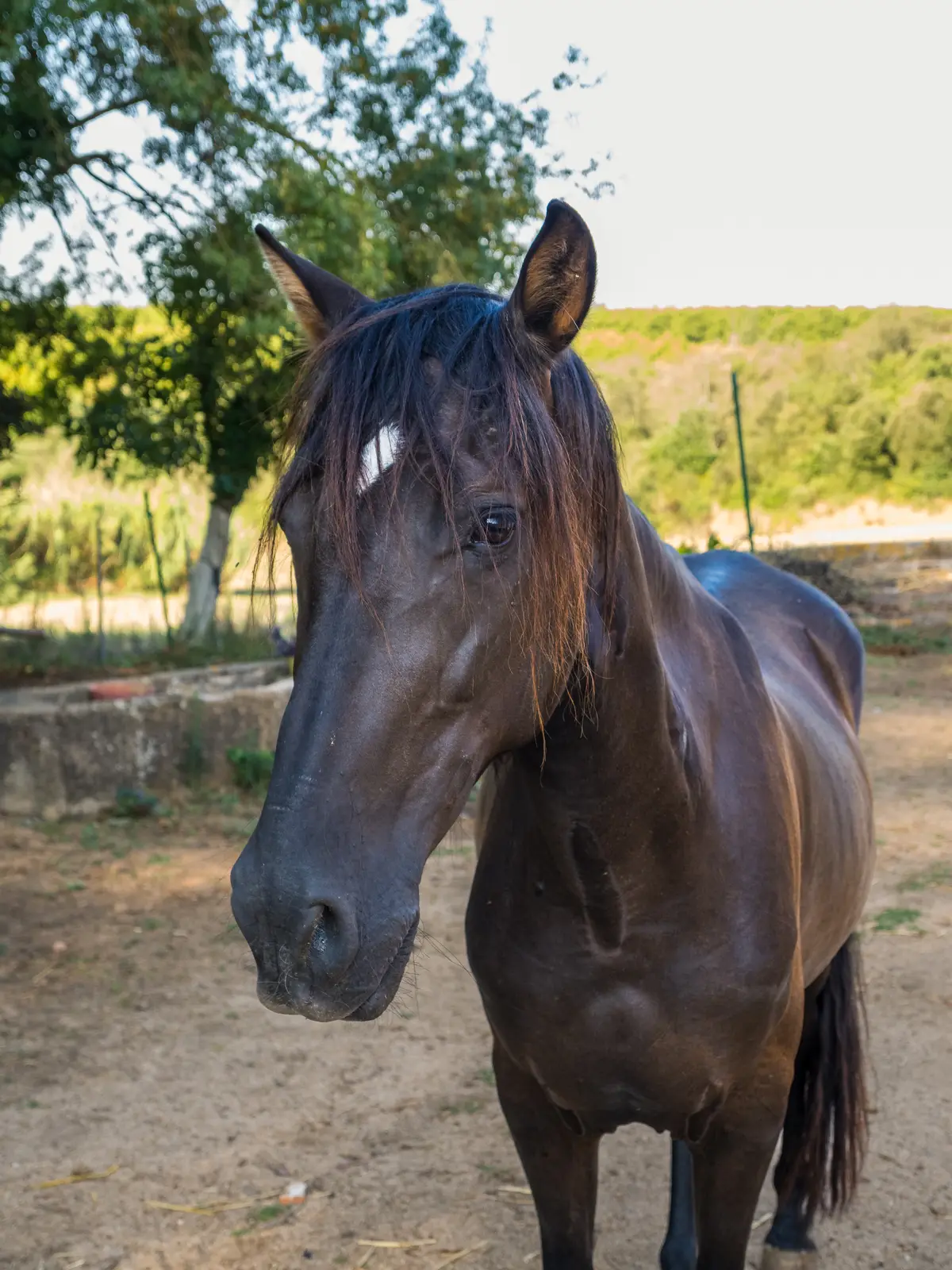 Fénix, caballo negro de Laranahata