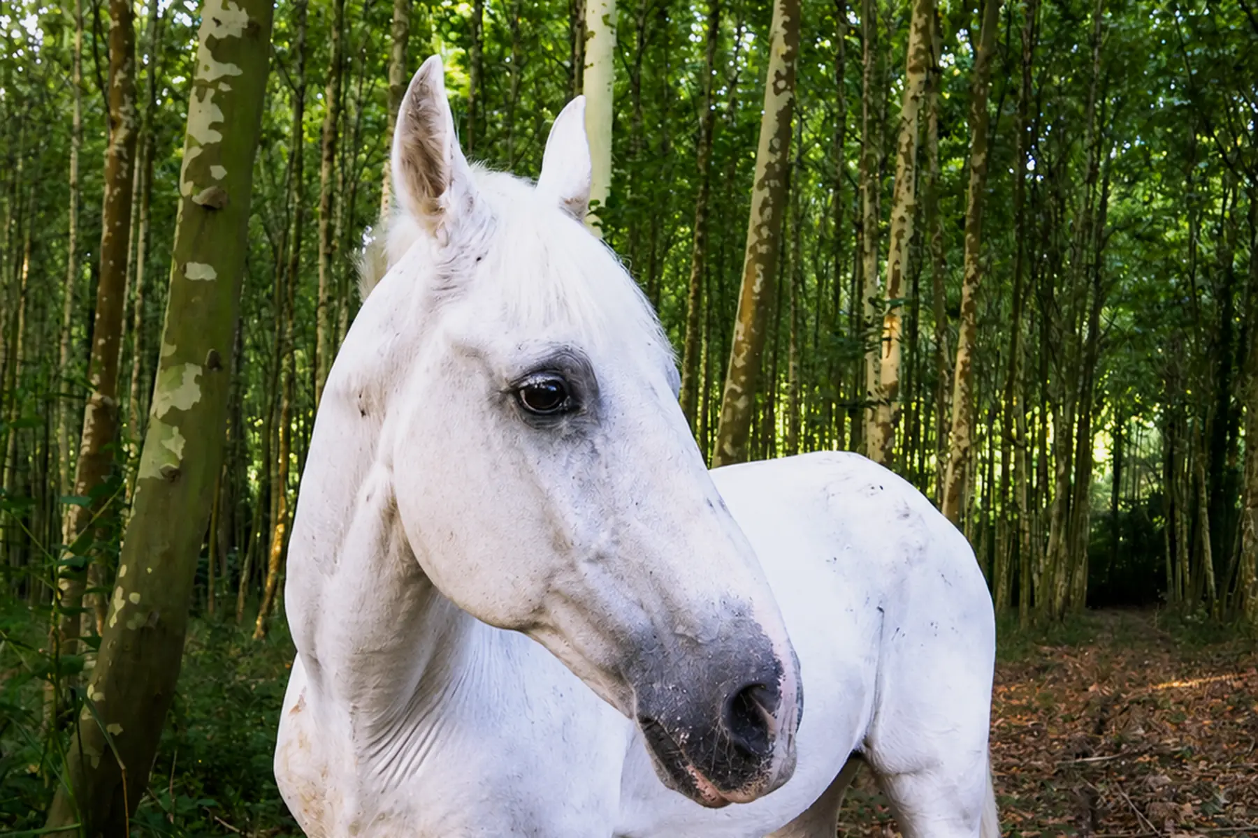 Kai, caballo blanco de Laranahata