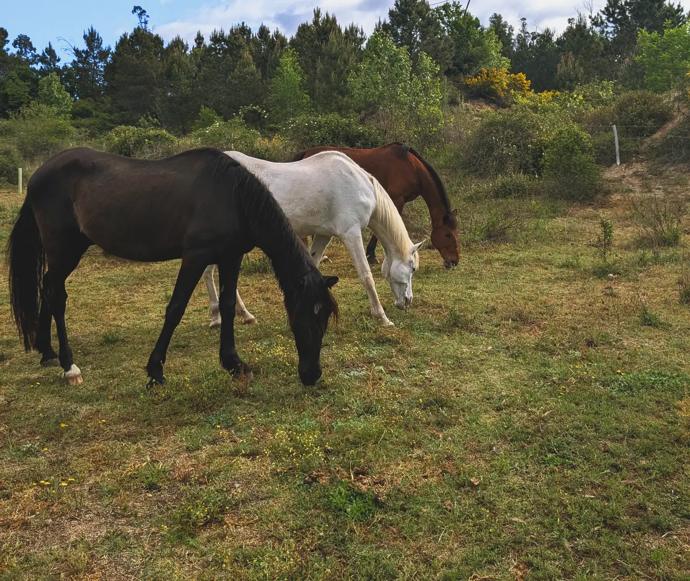 Tres de los caballos de Laranahata pastando en el campo de la masía