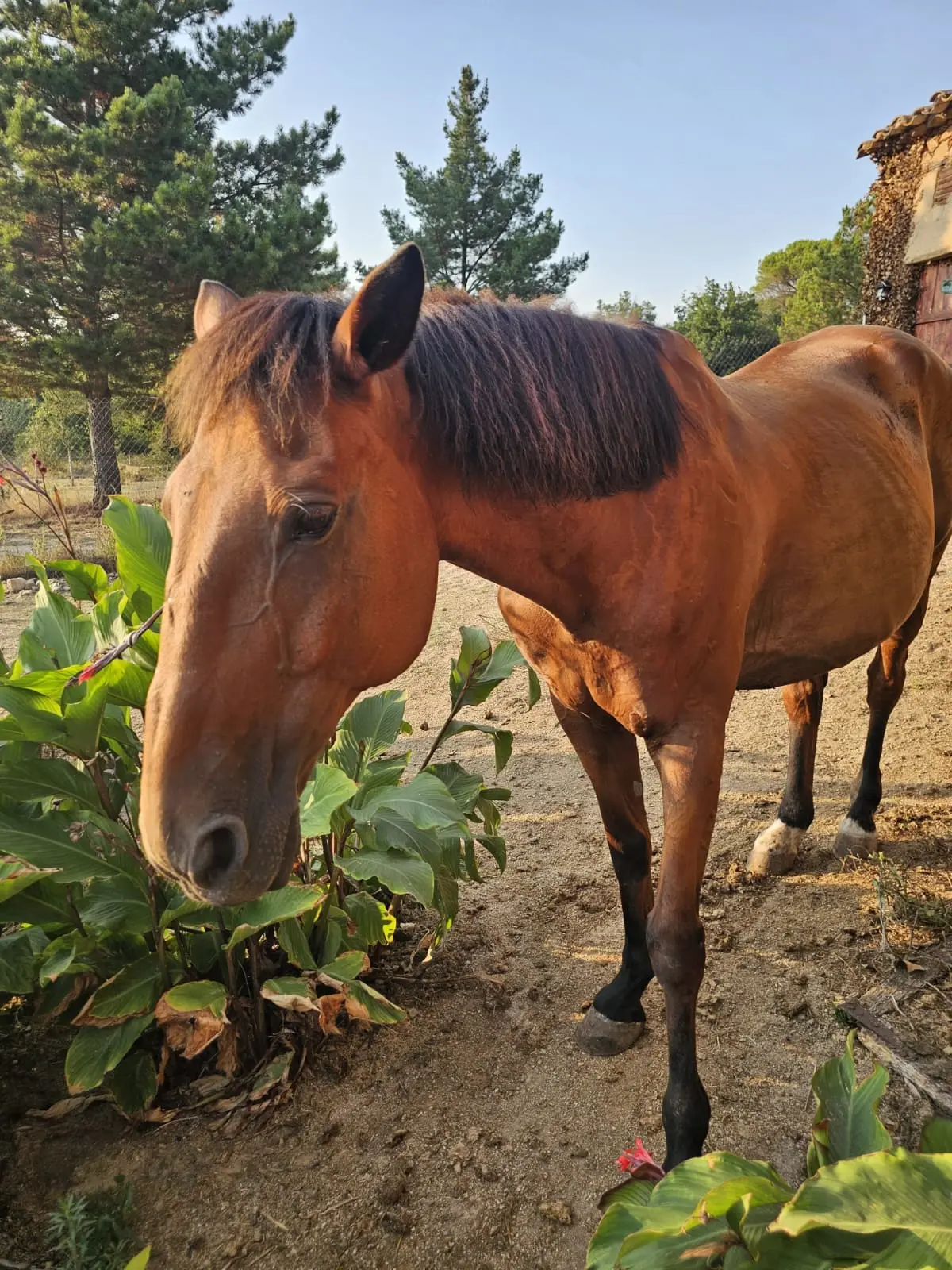 Valentino, caballo castaño de Laranahata
