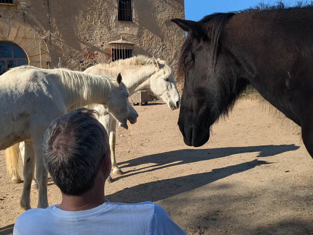Los caballos acercándose durante una meditación frente a la masía