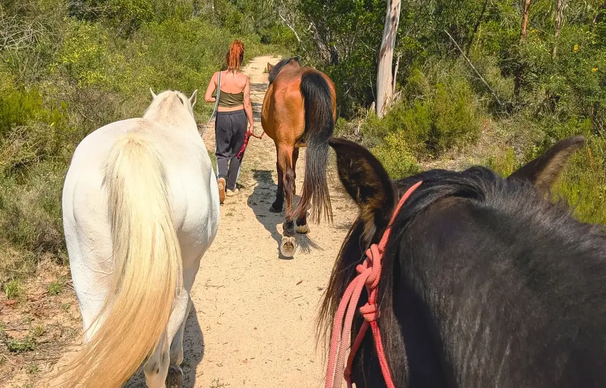 Paseo en silencio con los caballos por el bosque de Laranahata