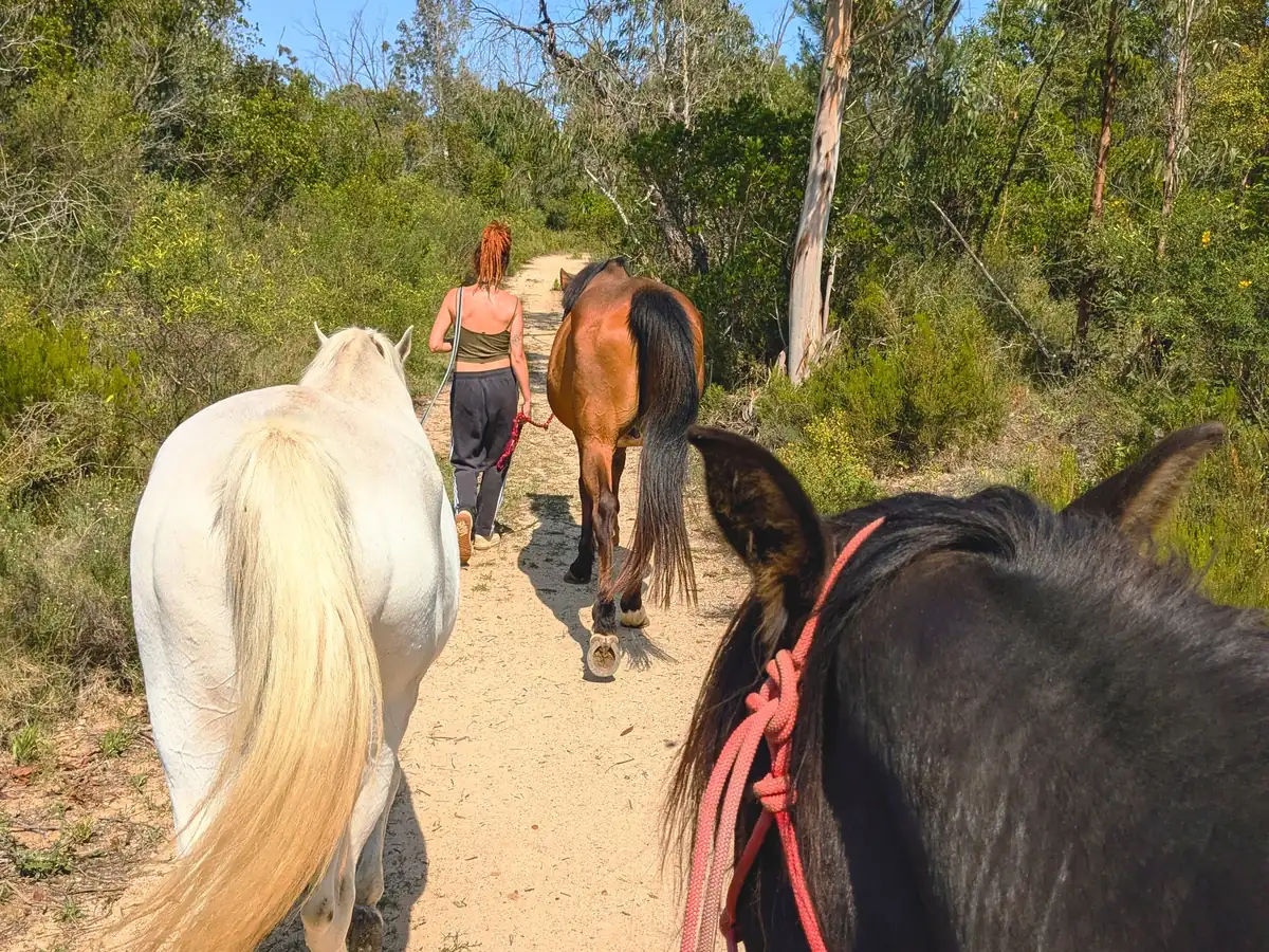 Paseo en silencio con los caballos por el bosque