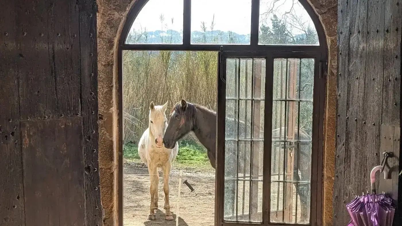 Los caballos de Laranahata vistos desde el arco de la masía